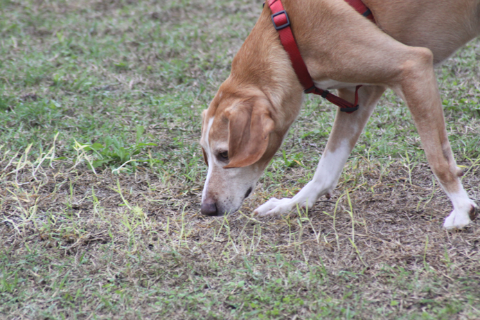 cane che cerca