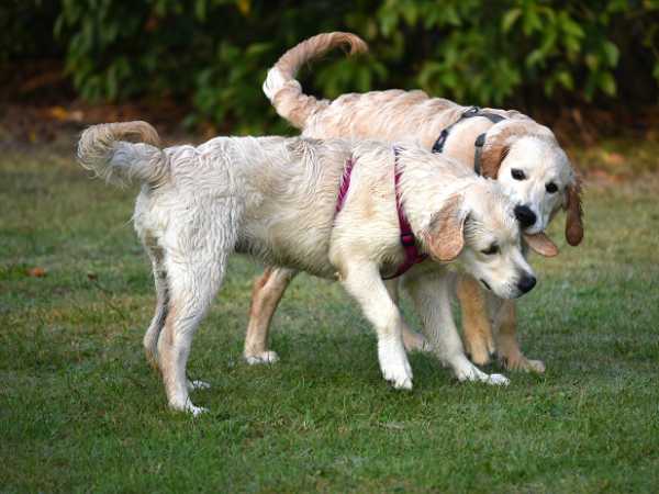 cuccioloni di golden che giocano