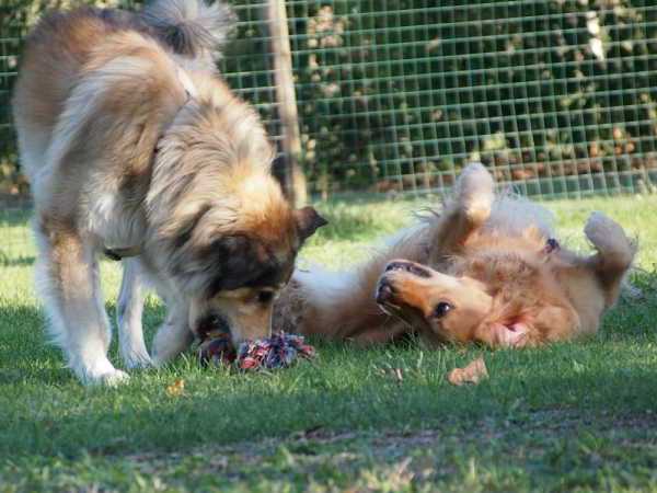 cani adulti che giocano