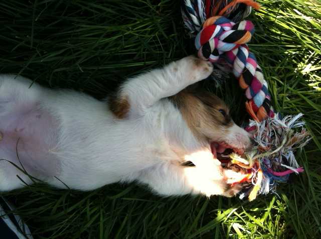 cucciolo di jack russell