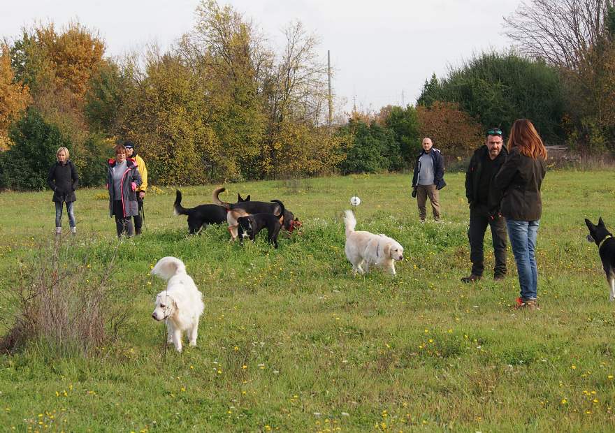 gruppo di cani in classe di comunicazione