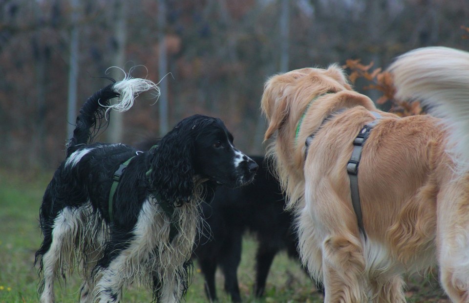 area cani dinamiche sociali