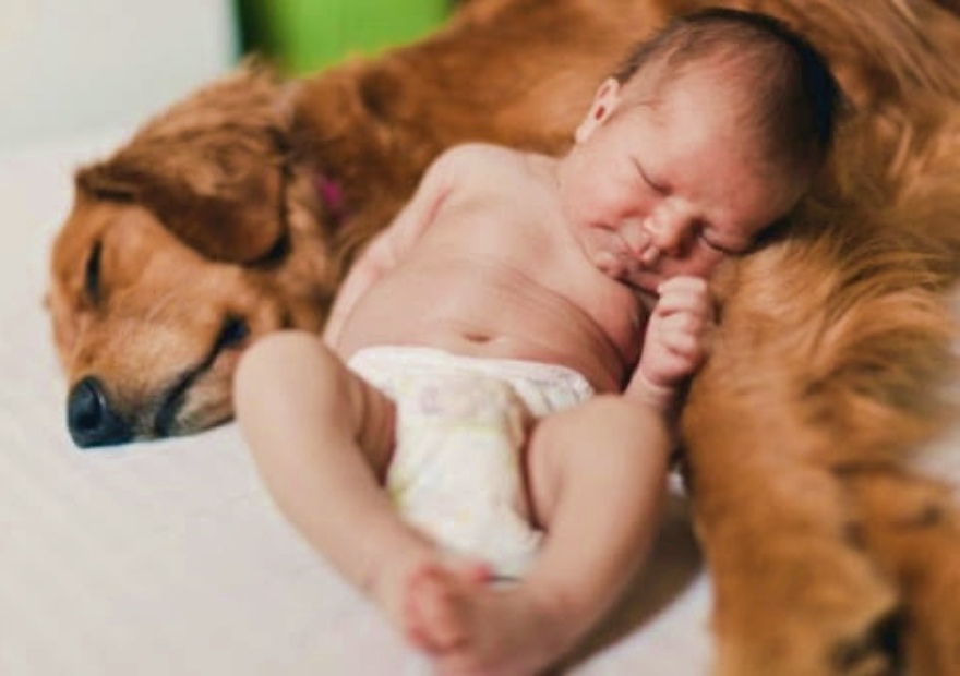 cane e bebè dormono insieme