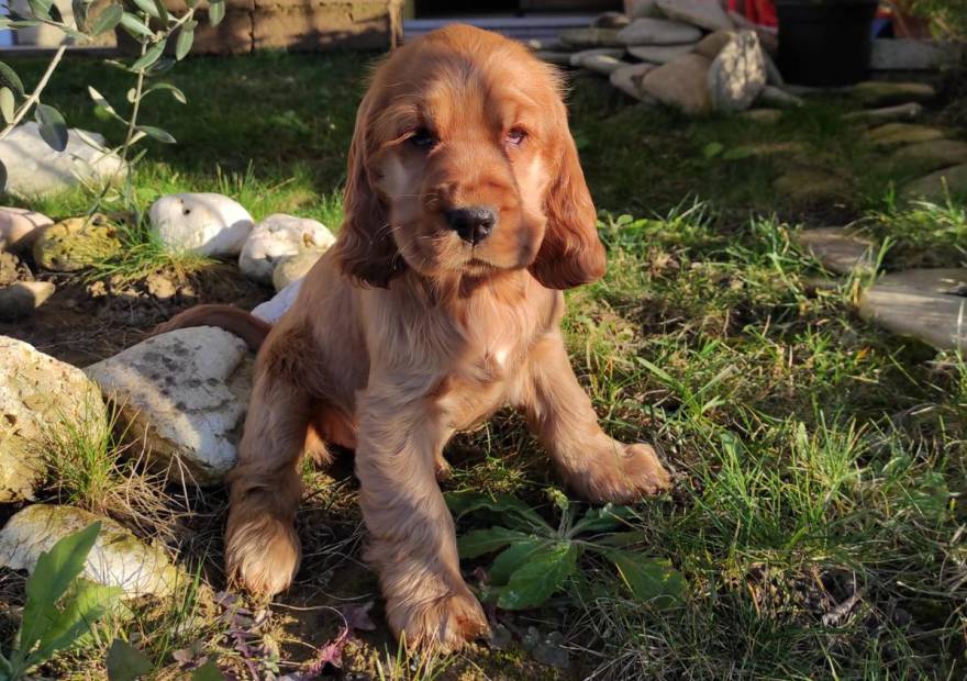 cucciolo che fa pipi fuori casa