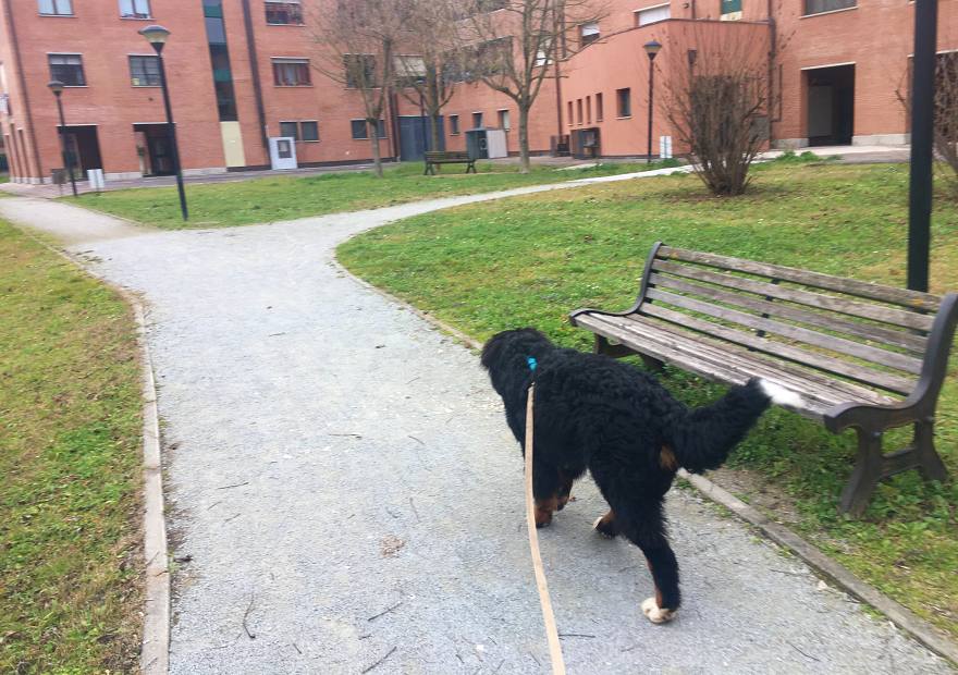 Thor in passeggiata con longhina